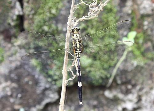 Orthetrum sabina